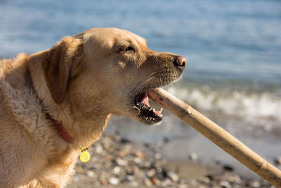 Close-up of a dog