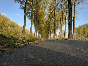 Road amidst trees against sky during autumn