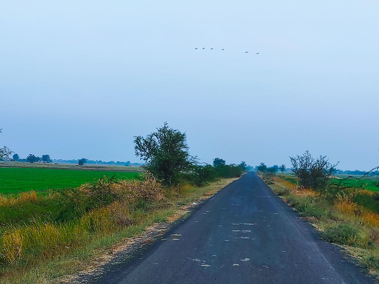 road, transportation, sky, the way forward, horizon, landscape, nature, environment, plant, diminishing perspective, vanishing point, rural area, hill, highway, no people, land, prairie, plain, scenics - nature, grass, beauty in nature, rural scene, animal, tranquility, animal wildlife, road trip, field, tranquil scene, animal themes, infrastructure, tree, day, country road, travel, morning, outdoors, empty road, non-urban scene, cloud, blue, travel destinations, bird, dirt road, wildlife, flying, asphalt, grassland, clear sky