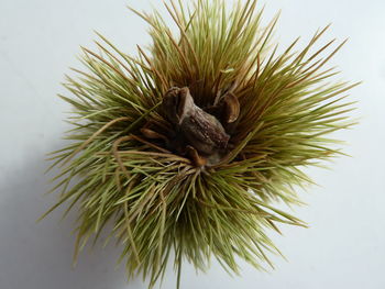 Close-up of plant against white background