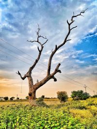 Bare tree on field against sky