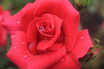 Macro shot of water drops on rose