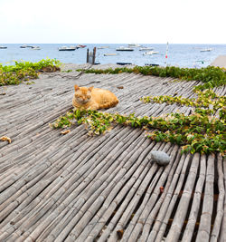 View of dog on wood against sea