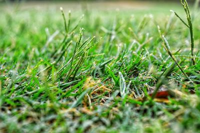 Close-up of grass on field