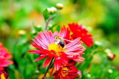 Honeybee collecting pollen from red flower