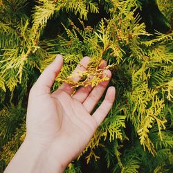 Close-up of hand holding plant