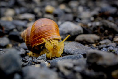 snail