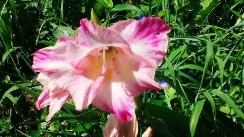 Close-up of pink flower