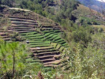 High angle view of agricultural field