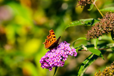 Close-up of butterfly pollinating on purple flower