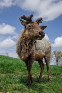 Elk looking away