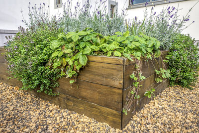 Close-up of potted plant on table against wall