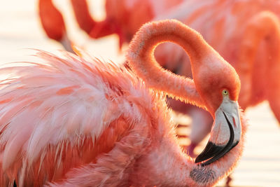 Portrait of an american flamingo at yucatan