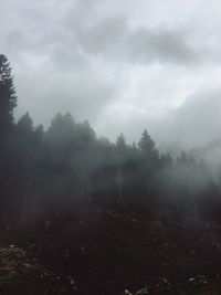 Trees in forest against sky during foggy weather