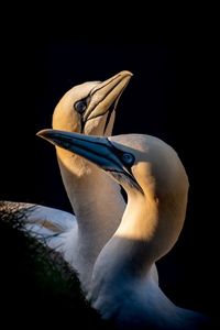 Close-up of a bird against black background