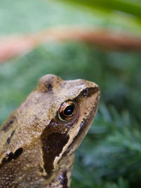 Close-up of a lizard