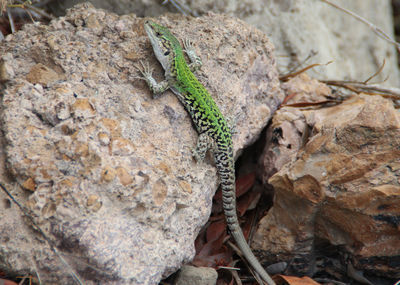 Close-up of iberian rock lizard on rock