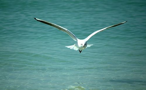 Birds flying over sea