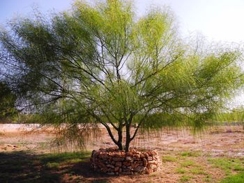 Trees on grassy field