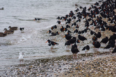 Flock of birds on beach