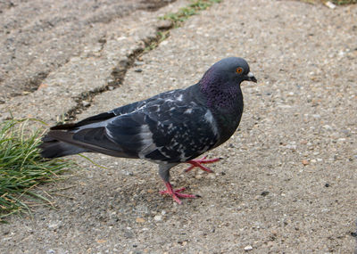 High angle view of pigeon.