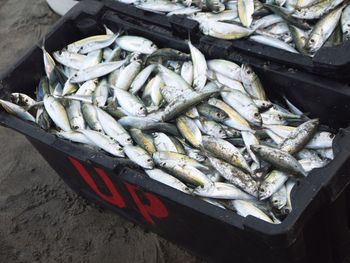 High angle view of fishes in basket on beach