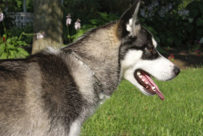 Close-up of dog looking away