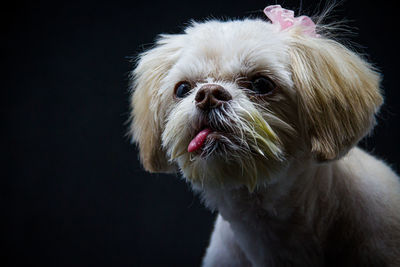 Close-up of a dog looking away