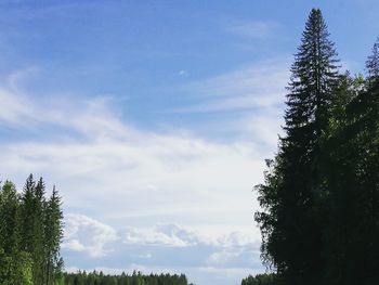 Low angle view of trees against sky