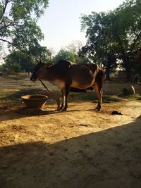 Horse on field