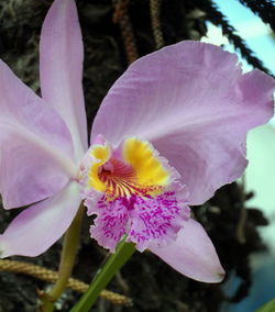Close-up of pink flower