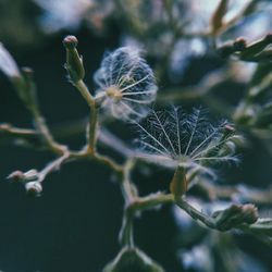 Close-up of flower