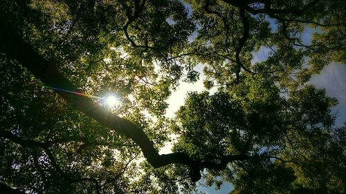 Low angle view of trees against sky