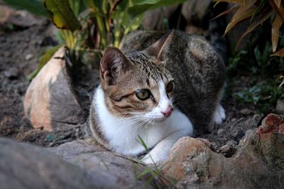 View of a cat looking away