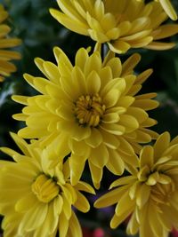 Close-up of yellow flowering plant