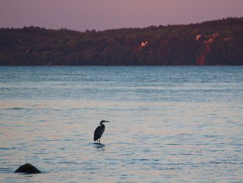 Bird on sea against sky during sunset