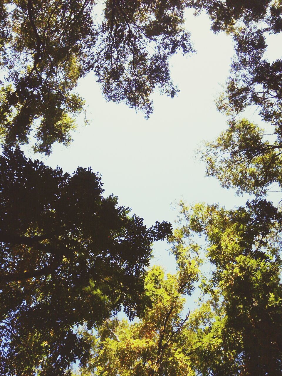 tree, low angle view, branch, clear sky, growth, nature, tranquility, beauty in nature, green color, sky, day, forest, outdoors, no people, leaf, lush foliage, scenics, tranquil scene, sunlight, directly below