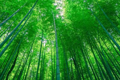 Low angle view of bamboo trees in forest