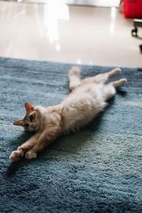 Close-up of cat lying on floor