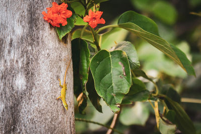 Close-up of flowering plant