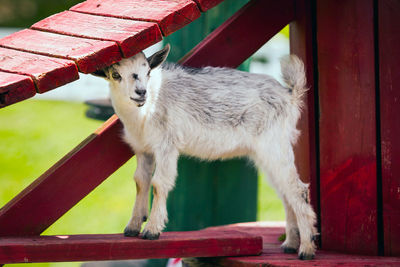 Close-up of cat looking away