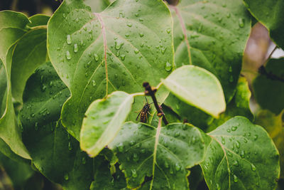 Close-up of raindrops on leaves