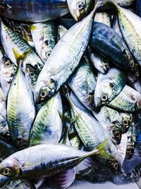 Close-up of fish for sale in market