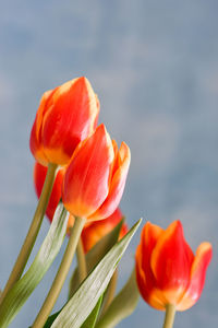 Bouquet of orange tulips flowers on blue background with copy space.