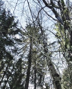 Low angle view of bare tree against sky