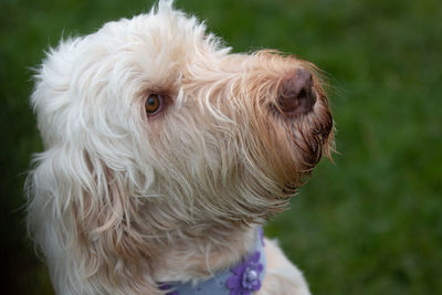 Close-up of a dog looking away