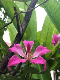Close-up of pink flower growing on tree