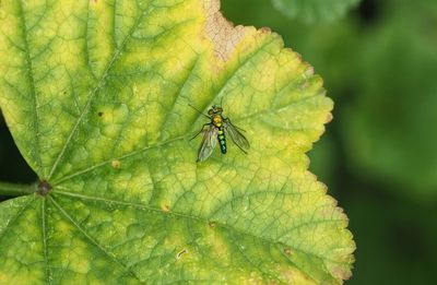 Close-up of insect on leaf