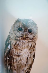 Close-up portrait of owl