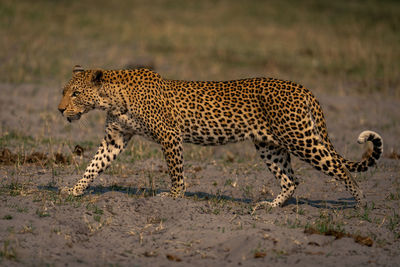 Cheetah on field